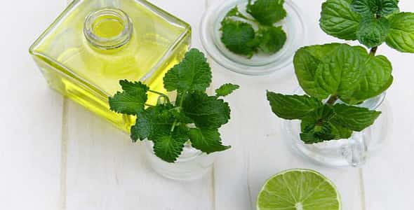 فوائد النعناع في جسم الإنسان