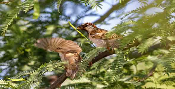 فوائد لسان العصفور