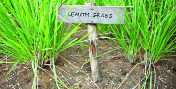 ما هي عشبة الليمون